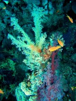 Unterwasserfotos Tauchbilder Hurghada Marsa Abu Galawa - El Fanous East 