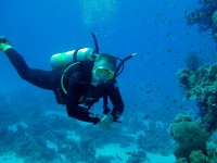 Unterwasserfotos Tauchbilder Hurghada Marsa Abu Galawa - El Fanous East 