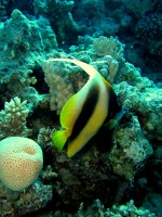 Unterwasserfotos Tauchbilder Hurghada Marsa Abu Galawa - El Fanous East 