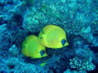 Unterwasserfotos Tauchbilder Hurghada Marsa Abu Galawa - El Fanous East 