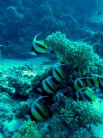 Unterwasserfotos Tauchbilder Hurghada Banana Reef - Shaab Sabina