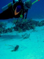 Unterwasserfotos Tauchbilder Hurghada Banana Reef - Shaab Sabina