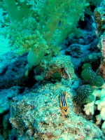 Unterwasserfotos Tauchbilder Hurghada Banana Reef - Shaab Sabina