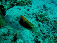 Unterwasserfotos Tauchbilder Hurghada Banana Reef - Shaab Sabina