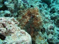 Unterwasserfotos Tauchbilder Hurghada Octopus (Erl Aruk Gigi) 