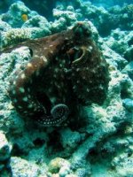 Unterwasserfotos Tauchbilder Hurghada Octopus (Erl Aruk Gigi) 
