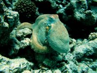 Unterwasserfotos Tauchbilder Hurghada Octopus (Erl Aruk Gigi) 