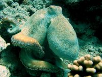 Unterwasserfotos Tauchbilder Hurghada Octopus (Erl Aruk Gigi) 