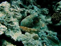 Unterwasserfotos Tauchbilder Hurghada Octopus (Erl Aruk Gigi) 