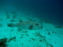 Unterwasserfotos Tauchbilder El Miniya, El Fanadir North, El Fanus West  Euro-Divers