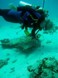 Unterwasserfotos Tauchbilder El Miniya, El Fanadir North, El Fanus West  Euro-Divers