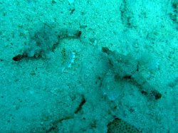 Unterwasserfotos Tauchbilder El Miniya, El Fanadir North, El Fanus West  Euro-Divers