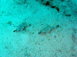 Unterwasserfotos Tauchbilder El Miniya, El Fanadir North, El Fanus West  Euro-Divers