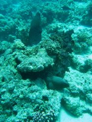 Unterwasserfotos Tauchbilder El Miniya, El Fanadir North, El Fanus West  Euro-Divers