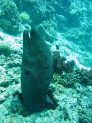 Unterwasserfotos Tauchbilder El Miniya, El Fanadir North, El Fanus West  Euro-Divers