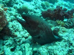 Unterwasserfotos Tauchbilder El Miniya, El Fanadir North, El Fanus West  Euro-Divers