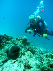 Unterwasserfotos Tauchbilder El Miniya, El Fanadir North, El Fanus West  Euro-Divers