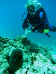Unterwasserfotos Tauchbilder El Miniya, El Fanadir North, El Fanus West  Euro-Divers