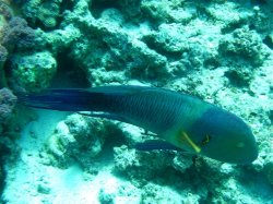 Unterwasserfotos Tauchbilder El Miniya, El Fanadir North, El Fanus West  Euro-Divers