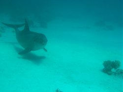 Unterwasserfotos Tauchbilder El Miniya, El Fanadir North, El Fanus West  Euro-Divers