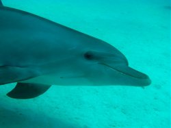 Unterwasserfotos Tauchbilder El Miniya, El Fanadir North, El Fanus West  Euro-Divers