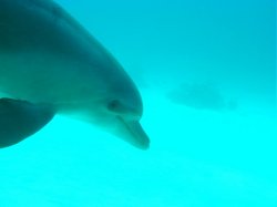 Unterwasserfotos Tauchbilder El Miniya, El Fanadir North, El Fanus West  Euro-Divers