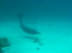 Unterwasserfotos Tauchbilder El Miniya, El Fanadir North, El Fanus West  Euro-Divers