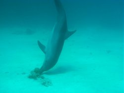 Unterwasserfotos Tauchbilder El Miniya, El Fanadir North, El Fanus West  Euro-Divers