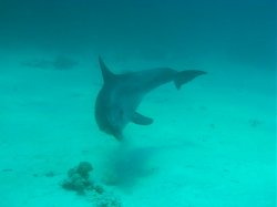 Unterwasserfotos Tauchbilder El Miniya, El Fanadir North, El Fanus West  Euro-Divers