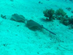 Unterwasserfotos Tauchbilder El Miniya, El Fanadir North, El Fanus West  Euro-Divers