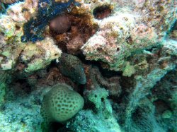 Unterwasserfotos Tauchbilder El Miniya, El Fanadir North, El Fanus West  Euro-Divers