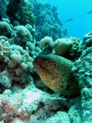 Unterwasserfotos Tauchbilder Abu Ramada S�d - Abu Ramada Erg  Euro-Divers