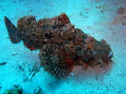 Unterwasserfotos Tauchbilder Abu Ramada Plateau, Abu Ramada Cave  Euro-Divers