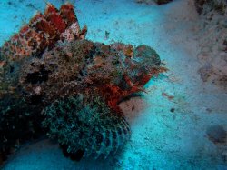 Unterwasserfotos Tauchbilder Abu Ramada Plateau, Abu Ramada Cave  Euro-Divers
