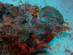 Unterwasserfotos Tauchbilder Abu Ramada Plateau, Abu Ramada Cave  Euro-Divers