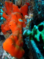 Unterwasserfotos Tauchbilder Abu Ramada Plateau, Abu Ramada Cave  Euro-Divers