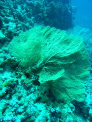 Unterwasserfotos Tauchbilder Abu Ramada Plateau, Abu Ramada Cave  Euro-Divers