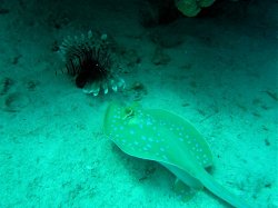 Unterwasserfotos Tauchbilder Abu Ramada Plateau, Abu Ramada Cave  Euro-Divers