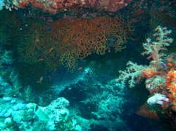 Unterwasserfotos Tauchbilder Umm Gammar  Euro-Divers