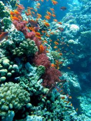 Unterwasserfotos Tauchbilder Umm Gammar  Euro-Divers