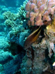 Unterwasserfotos Tauchbilder Umm Gammar  Euro-Divers