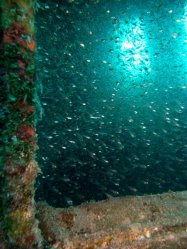 Unterwasserfotos Tauchbilder Excalibur (Wrack)  Euro-Divers