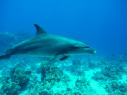 Unterwasserfotos Tauchbilder El Miniya, Careless 2 (Delphine)   Euro-Divers