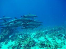 Unterwasserfotos Tauchbilder El Miniya, Careless 2 (Delphine)   Euro-Divers