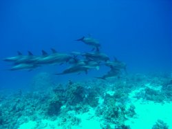 Unterwasserfotos Tauchbilder El Miniya, Careless 2 (Delphine)   Euro-Divers