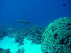 Unterwasserfotos Tauchbilder El Miniya, Careless 2 (Delphine)   Euro-Divers