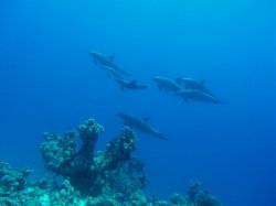 Unterwasserfotos Tauchbilder El Miniya, Careless 2 (Delphine)   Euro-Divers
