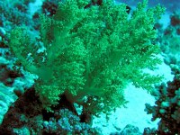 Unterwasserbilder Foto