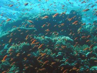 Unterwasserbilder Foto