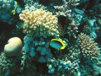 Unterwasserbilder Foto